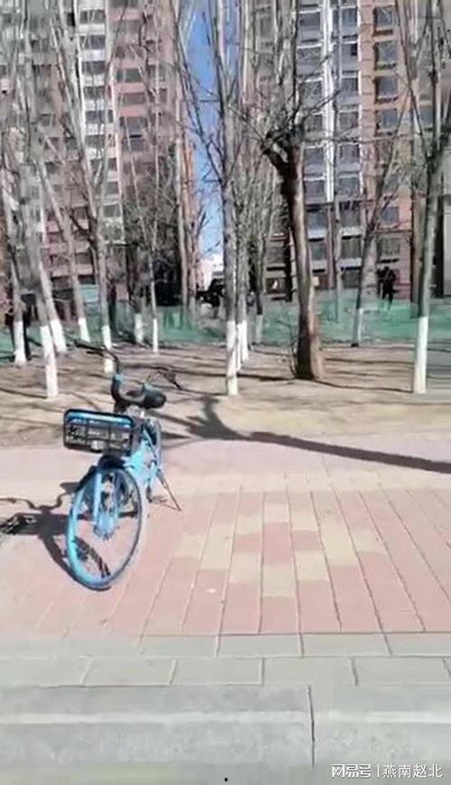 爆料保定小树林案件最新,揭秘背后惊人真相与警方调查进展