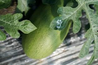 崩三吃瓜,揭秘游戏圈的那些事