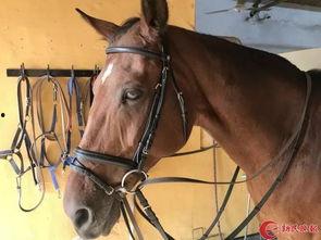 网红骑马古风视频下载,网红演绎古典韵味