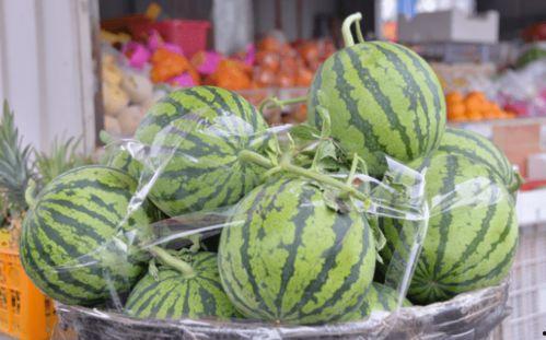 吃坏了的小瓜,小瓜误食引发的肠胃风波