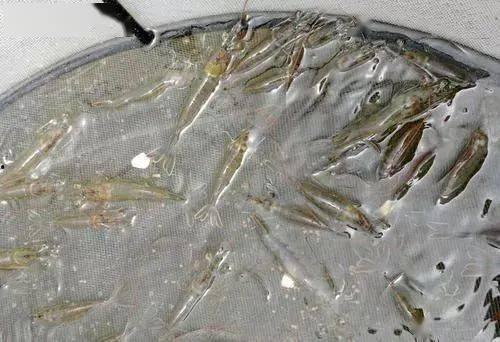 对虾暴食爆料视频播放,揭秘网络爆火的对虾暴食视频