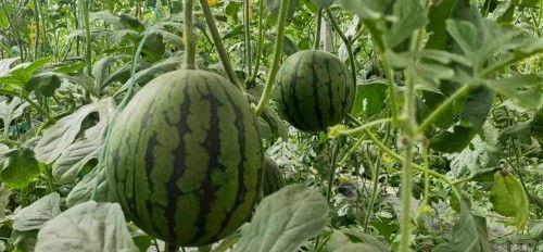 吃瓜助力,揭秘娱乐圈背后的秘密与真相