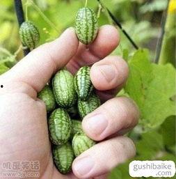 请你们吃瓜赏花