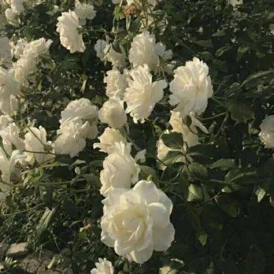 鲜花图片2021款网红,揭秘2021款鲜花图片潮流趋势