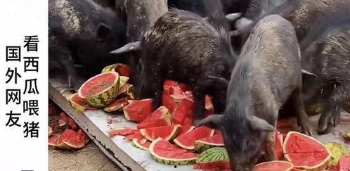 吃瓜博主违法吗