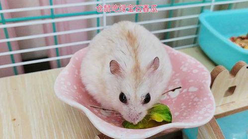 吃瓜的小仓鼠,揭秘萌宠美食生活